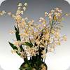 Oncidium Tsiku Marguerite CT Little Spring